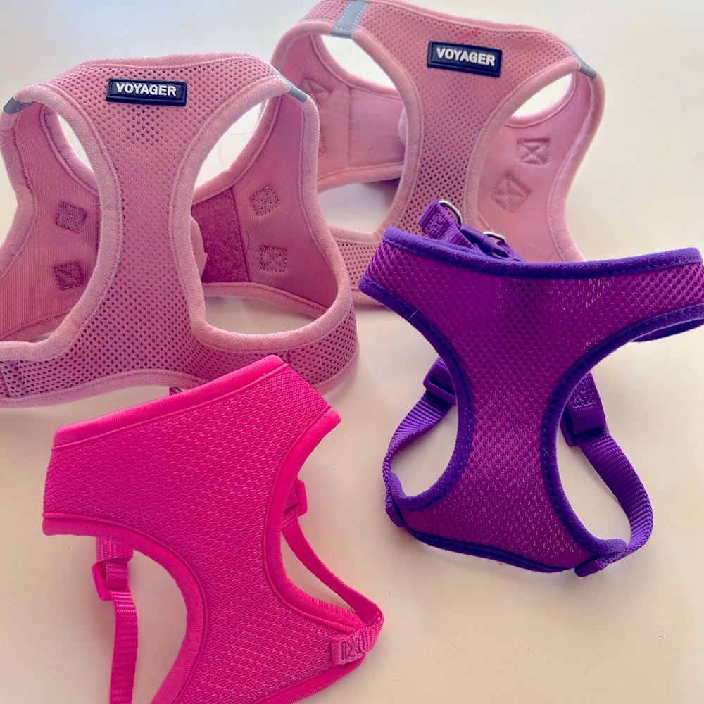Set of puppy harnesses